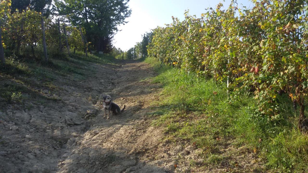 Cascina Torello Dogliani Exterior photo